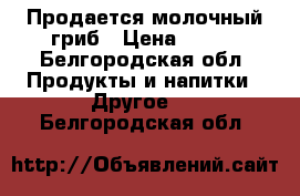 Продается молочный гриб › Цена ­ 200 - Белгородская обл. Продукты и напитки » Другое   . Белгородская обл.